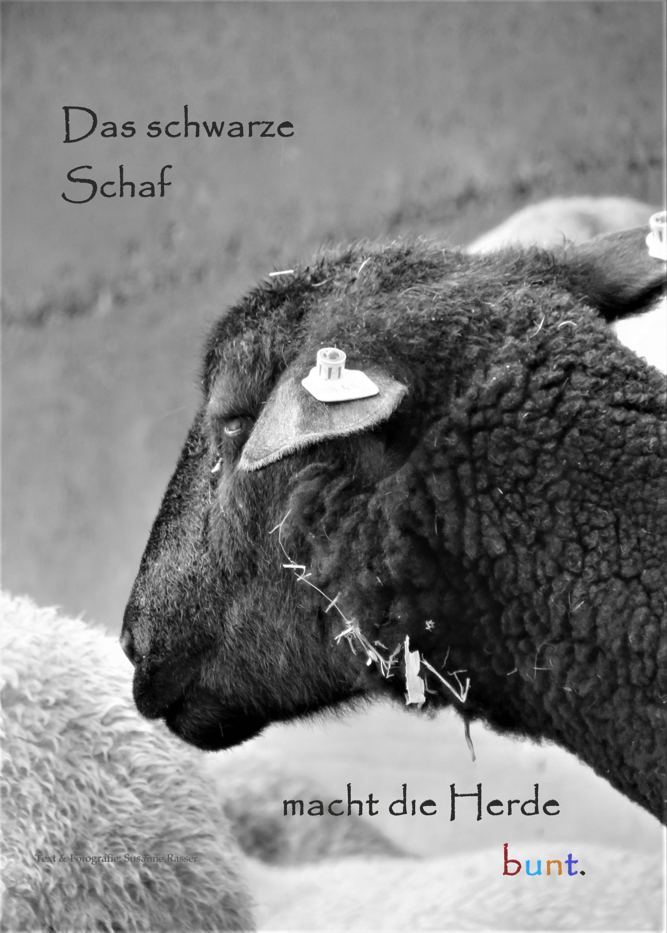 Schaf Ausstellung